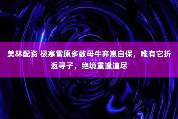 美林配资 极寒雪原多数母牛弃崽自保，唯有它折返寻子，绝境重逢道尽